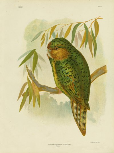 Kakapo, 1891 door Gracius Broinowski